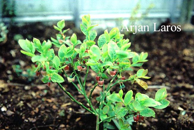 Vaccinium obtusum (63663)