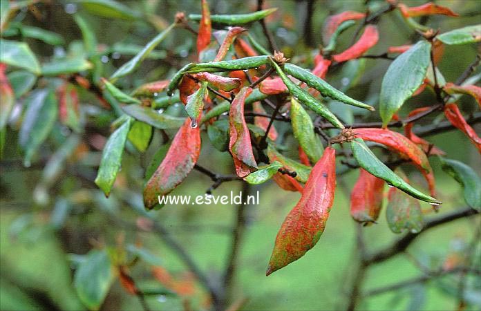 Viburnum burkwoodii 'Burkwood' (18853)