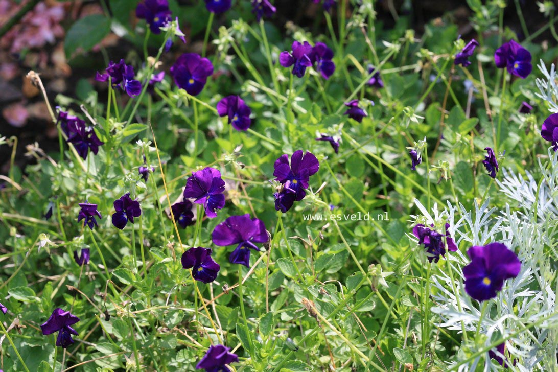 Viola 'Martin' (35202)