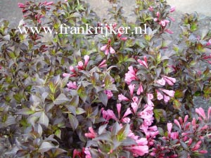 Weigela florida 'Nana Purpurea' (69498)