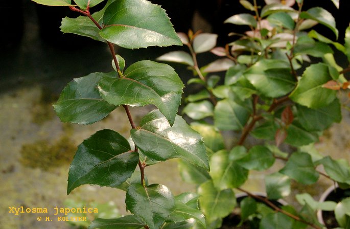 Xylosma japonica (79286)