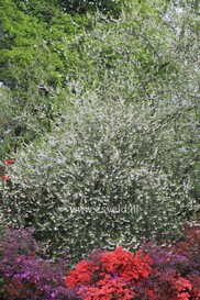 Plantenwinkel: Halesia carolina - www.esveld.nl