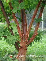 plant of the month