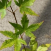 Acer palmatum 'Baton Rouge'
