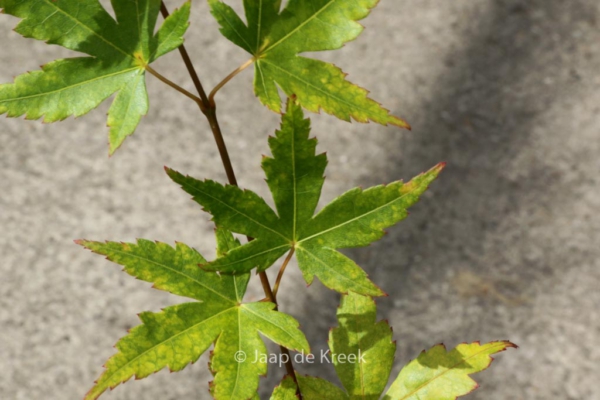 Acer palmatum 'Baton Rouge'