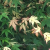 Acer palmatum 'Mai-mori'