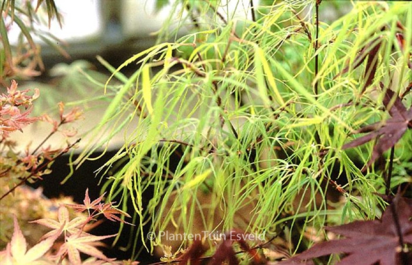 Acer palmatum 'Mugiwara-nishiki'