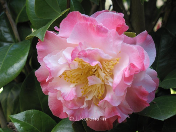 Camellia japonica 'Nuccio's Jewel'
