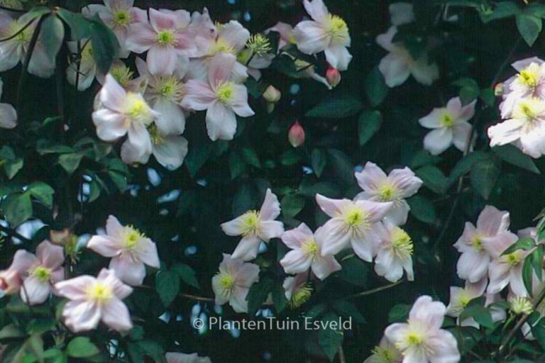Clematis montana 'Mayleen'
