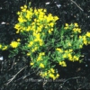 Cytisus beanii 'Osiris'