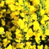 Cytisus beanii 'Osiris'