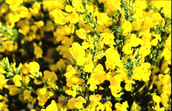 Cytisus beanii 'Osiris'