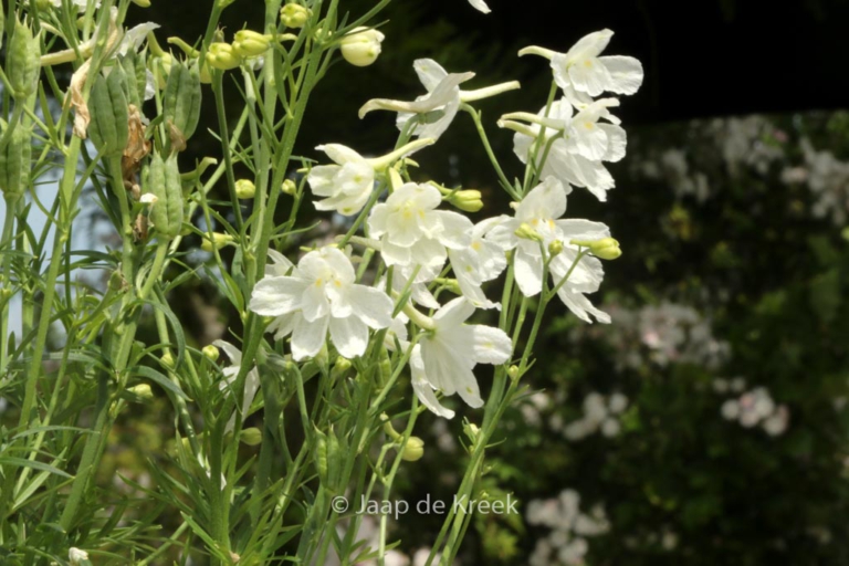 Delphinium grandiflorum (DELFIX WHITE)