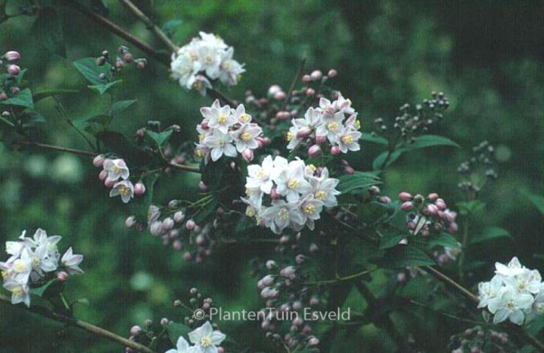 Deutzia hybrida 'Joconde'