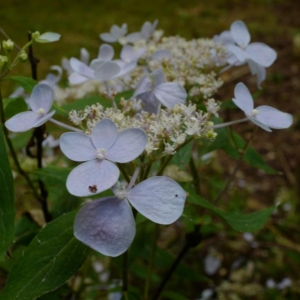 Hydrangea serrata 'Sugimoto'