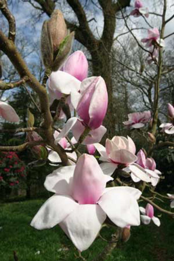 Magnolia sprengeri 'Lanhydrock'