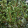 Pinus parviflora 'Chikusa-goten'