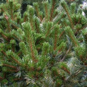 Pinus parviflora 'Chikusa-goten'