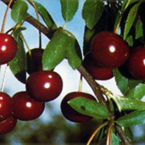 Prunus cerasus 'Morina'