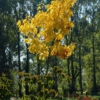 Quercus rubra 'Magic Fire'
