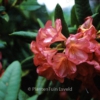 Rhododendron 'Balalaika'
