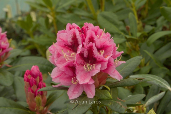 Rhododendron 'Balalaika'