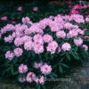 Rhododendron 'Bashful'
