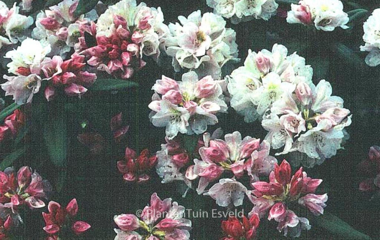 Rhododendron 'Bashful'