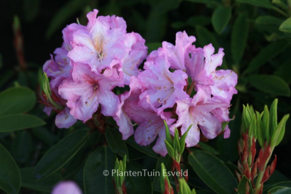 Rhododendron 'James Burchett'