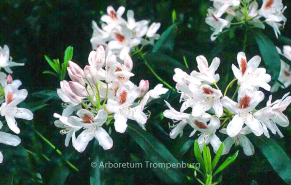 Rhododendron 'Multimaculatum'