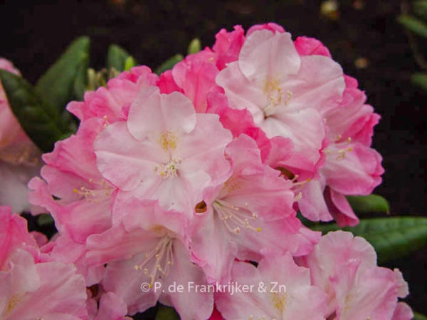 Rhododendron 'Schlaraffia'