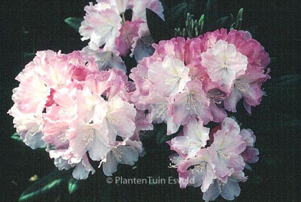 Rhododendron 'Schlaraffia'