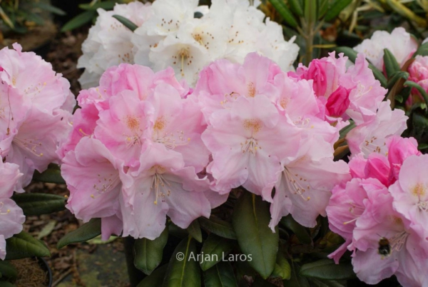 Rhododendron 'Schlaraffia'