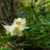Rhododendron eclecteum