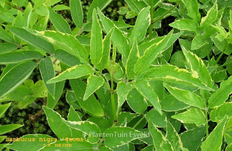 Sambucus nigra 'Naomi'