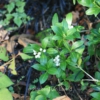 Skimmia japonica 'Wakehurst White'