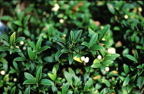 Skimmia japonica 'Wakehurst White'