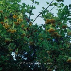 Viburnum opulus 'Xanthocarpum'