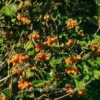 Viburnum opulus 'Xanthocarpum'