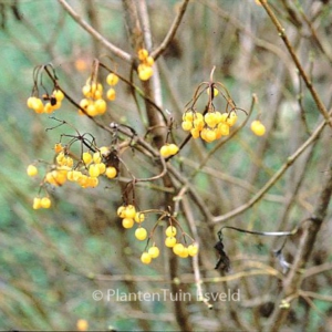 Viburnum opulus 'Xanthocarpum'