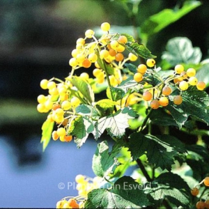 Viburnum opulus 'Xanthocarpum'