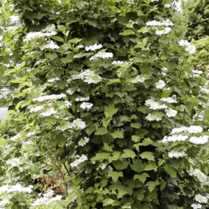 Viburnum opulus 'Xanthocarpum'