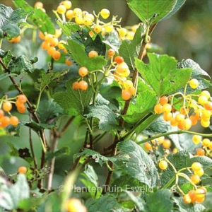 Viburnum opulus 'Xanthocarpum'