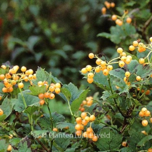 Viburnum opulus 'Xanthocarpum'