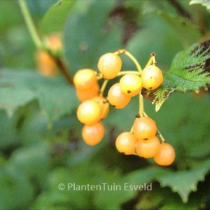 Viburnum opulus 'Xanthocarpum'