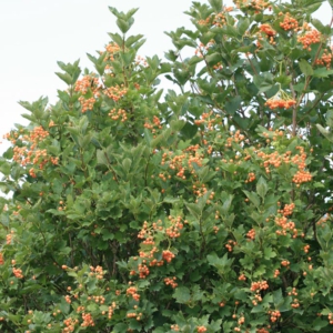 Viburnum opulus 'Xanthocarpum'