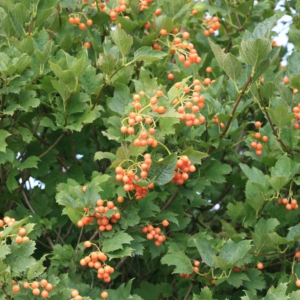 Viburnum opulus 'Xanthocarpum'