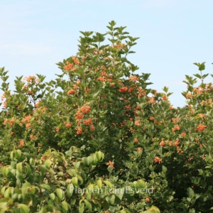 Viburnum opulus 'Xanthocarpum'