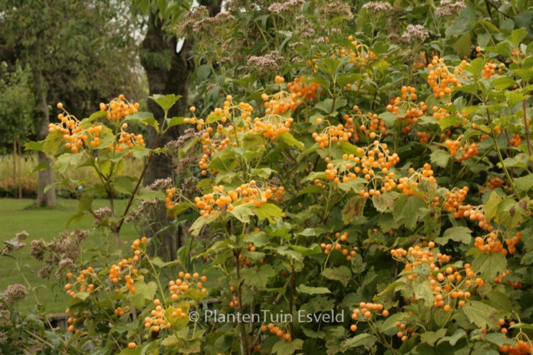 Viburnum opulus 'Xanthocarpum'