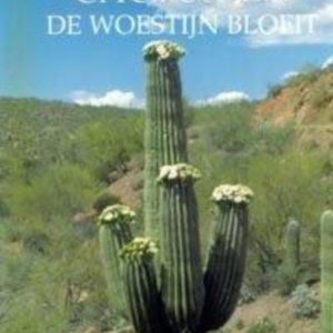 Titel: Flora in Focus: Cactussen  de woestijn bloeit